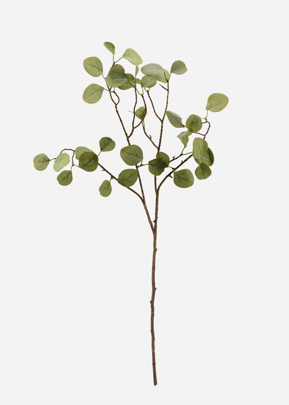 Branch Eucalyptus