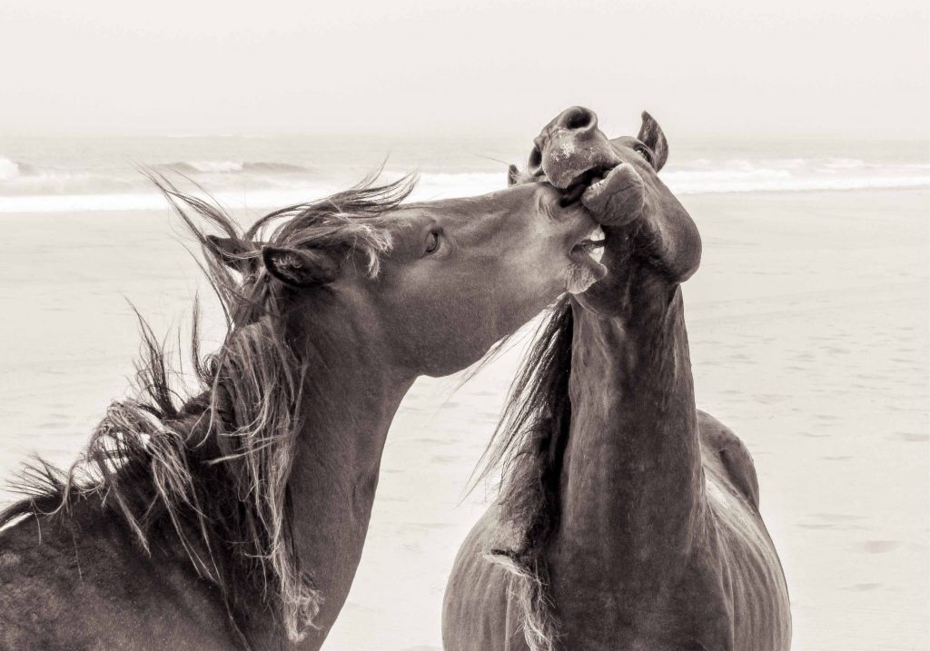 Poster "Horse Love"