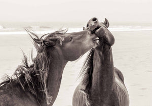 Poster "Horse Love"