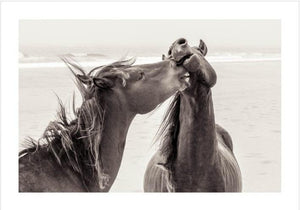 "Horse Love"