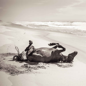 "Wild Horse On The Beach" 50x50