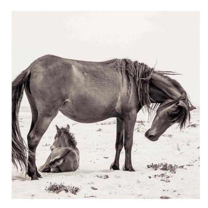 "Wild Horse With Foal"