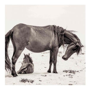 Poster "Wild Horse With Foal"
