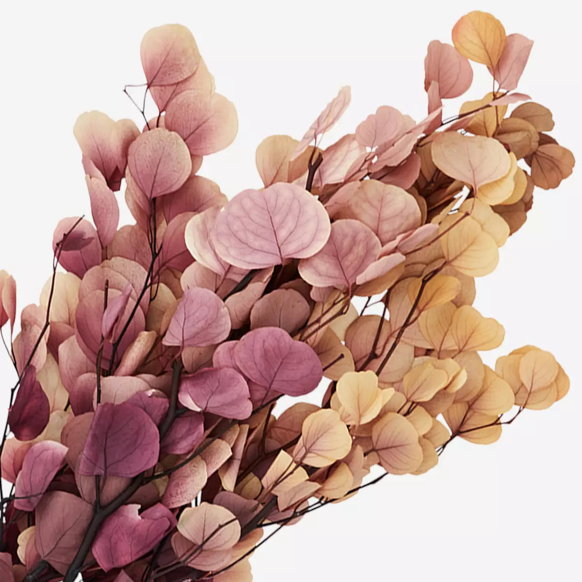 Kuivatataud lilled Eukalüpt